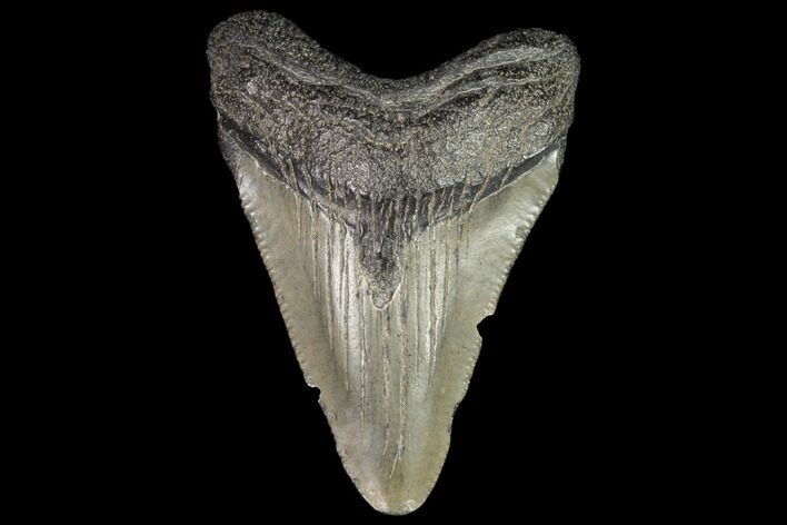 Juvenile Megalodon Tooth - Georgia #101426